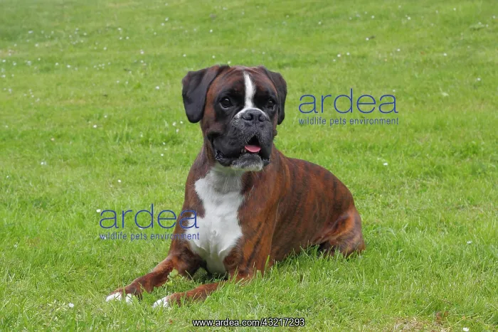 : Boxer or German Boxer, lying on a meadow Boxer liegt : Boxer or German Boxer, lying on a meadow Boxer liegt
