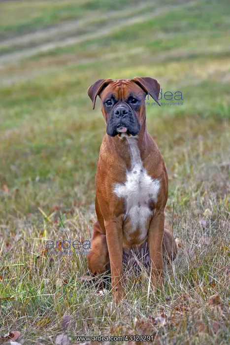 : Boxer Male sitting in grass, portrait : Boxer Male sitting in grass, portrait
