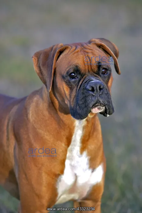 : Boxer Male standing in meadow portrait head closeup : Boxer Male standing in meadow portrait head closeup