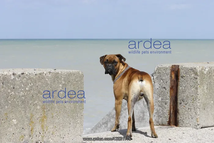 : Boxer on a pier Normandy France : Boxer on a pier Normandy France
