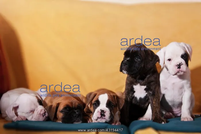 : Boxer puppies : Boxer puppies