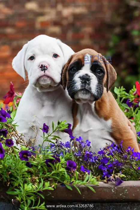 : Boxer puppies : Boxer puppies