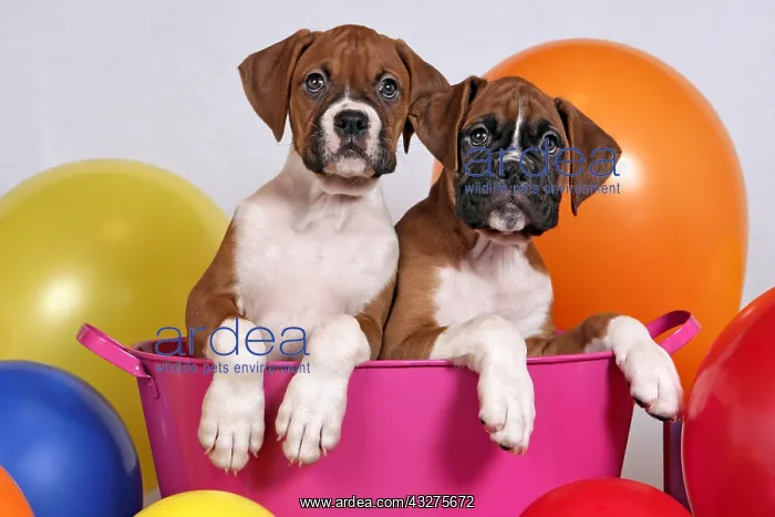 : Two Boxer Puppies few weeks old sitting in pink : Two Boxer Puppies few weeks old sitting in pink