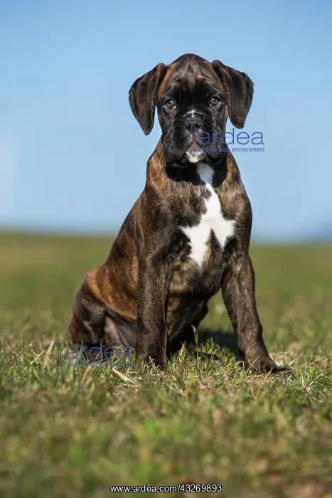 : Boxer puppy, brown brindle, sitting in a meadow : Boxer puppy, brown brindle, sitting in a meadow