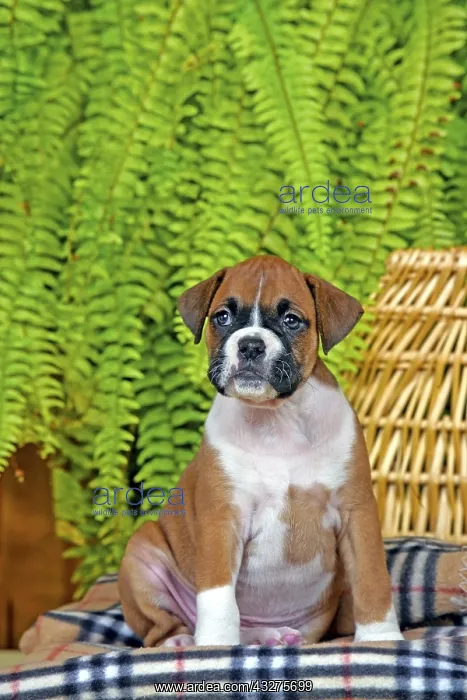 : Boxer puppy, fawn colored sitting on blanket, in : Boxer puppy, fawn colored sitting on blanket, in