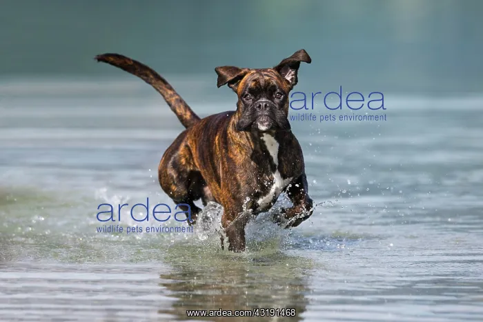 : Boxer running in water, Austria, Europe : Boxer running in water, Austria, Europe