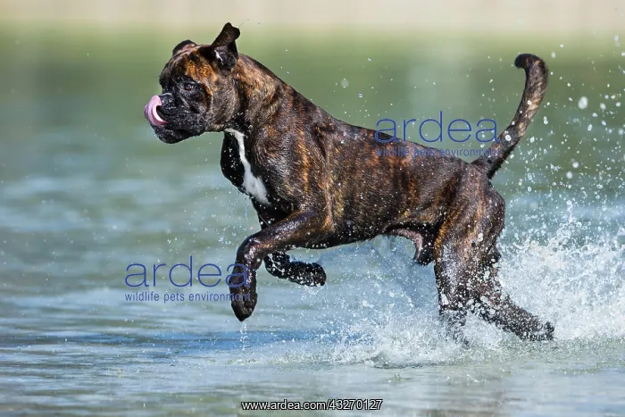  : Boxer running in water, Austria, Europe