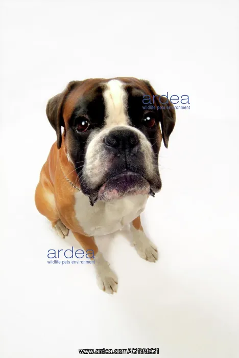 : Boxer, seen from above : Boxer, seen from above