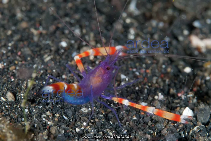 : Boxer Shrimp : Boxer Shrimp