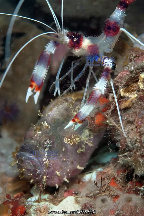 : Boxer Shrimp on Spotfin Frogfish : Boxer Shrimp on Spotfin Frogfish