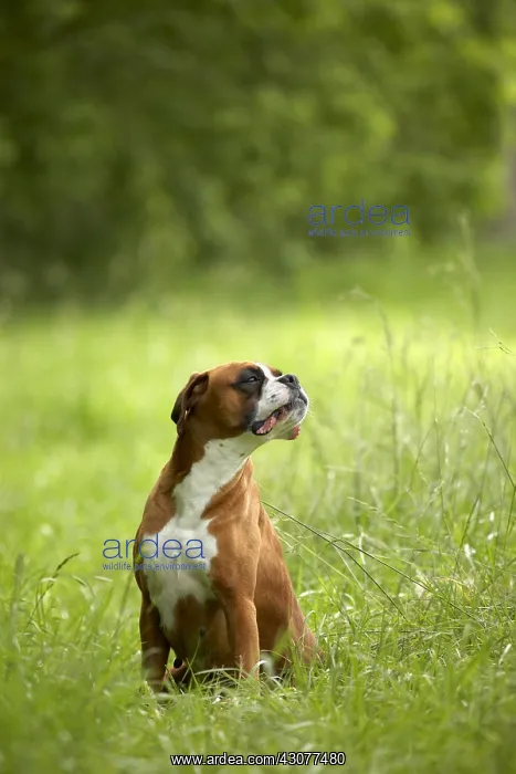 : Boxer sitting in the grass : Boxer sitting in the grass