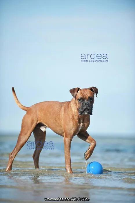 : Boxer standing with a ball in water, Baltic Sea : Boxer standing with a ball in water, Baltic Sea