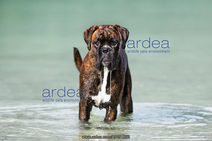 : Boxer standing in water, Austria, Europe : Boxer standing in water, Austria, Europe