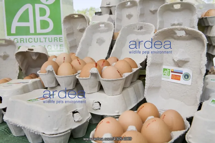 : Boxes of eggs from an organic farming on a stall : Boxes of eggs from an organic farming on a stall
