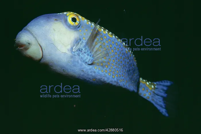 : BOXFISH (Tetradon hispidus). Indo-Pacific : BOXFISH (Tetradon hispidus). Indo-Pacific