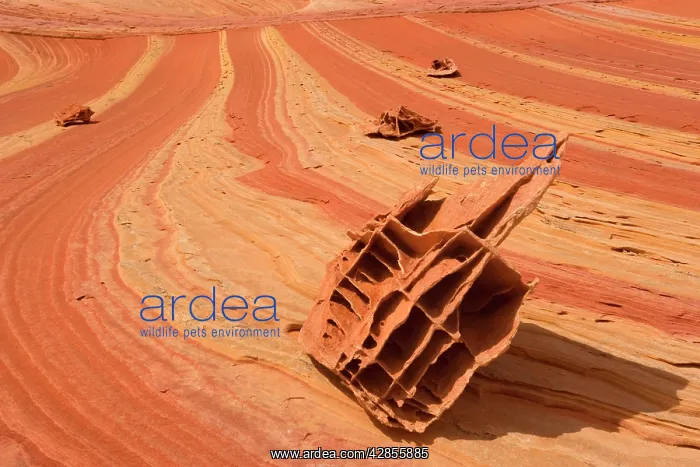 : Boxwork Boneyard - old sand dunes turned into hard : Boxwork Boneyard - old sand dunes turned into hard
