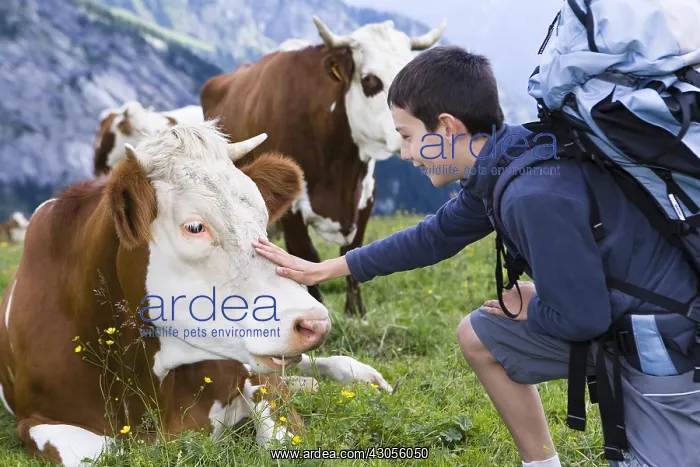 : Boy and Abondance cows at rest in a pasture Alpes France : Boy and Abondance cows at rest in a pasture Alpes France