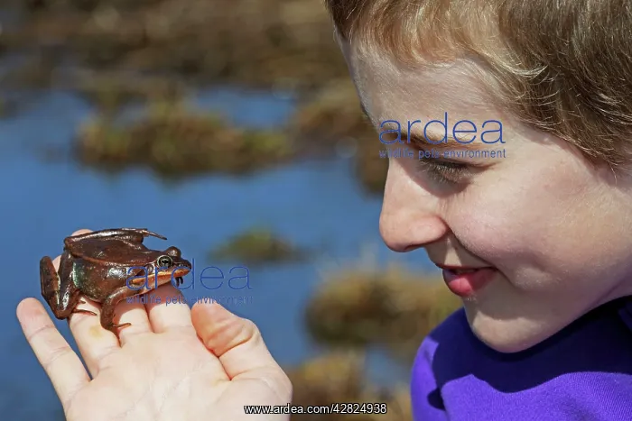 : Boy - Age 12 - Observing Wood Frog : Boy - Age 12 - Observing Wood Frog