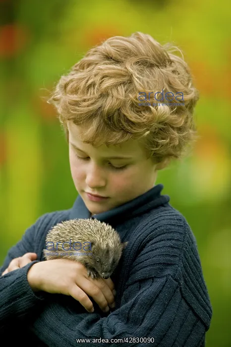 : Boy - age 6 - holding orphaned hedgehog : Boy - age 6 - holding orphaned hedgehog