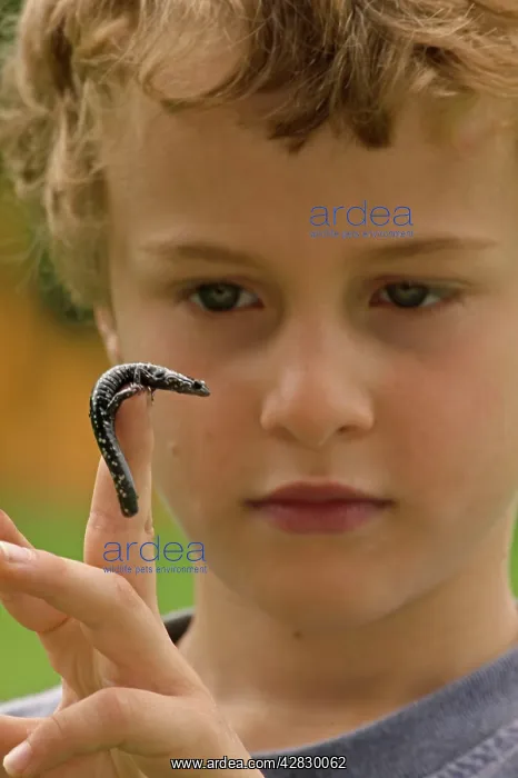 : Boy - age 7 - Holding Slimy Salamander : Boy - age 7 - Holding Slimy Salamander