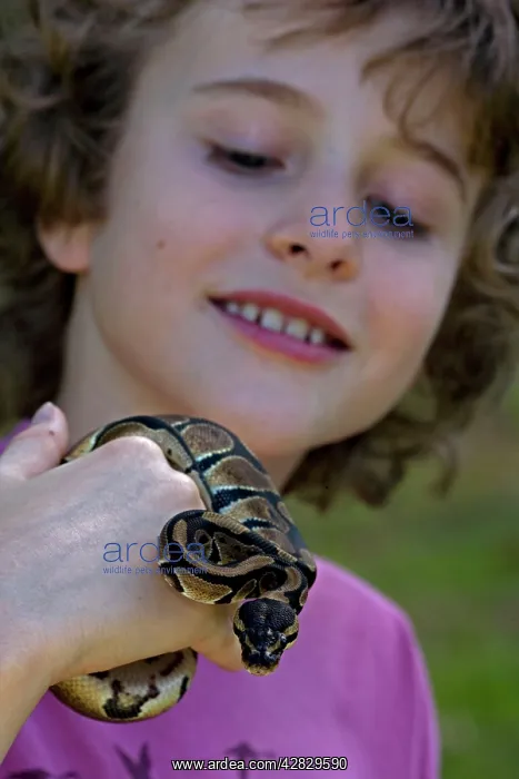 : Boy with captive Ball Python : Boy with captive Ball Python