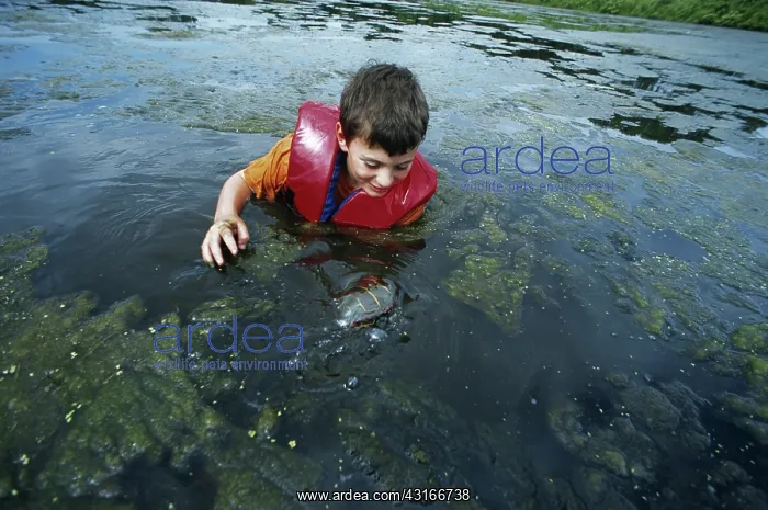 : Boy Catching Turtle : Boy Catching Turtle