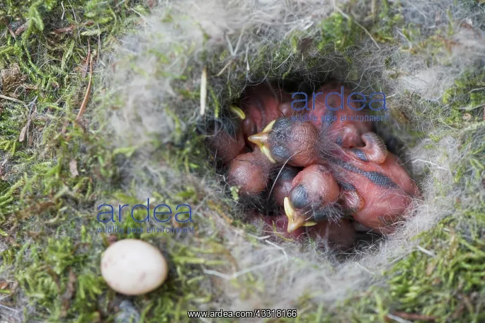 : Boy Coal tits (Parus ater) Emsland, Lower Saxony : Boy Coal tits (Parus ater) Emsland, Lower Saxony