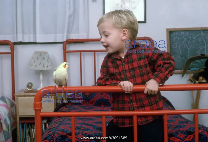 : Boy and Cockatiel : Boy and Cockatiel