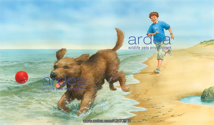  : Boy and dog playing on beach with ball