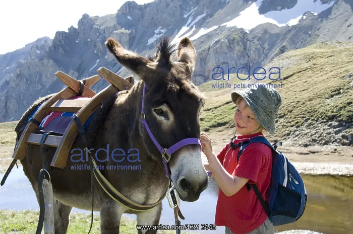 : Boy and Donkey pack Lake Favire Queyras Alps France : Boy and Donkey pack Lake Favire Queyras Alps France