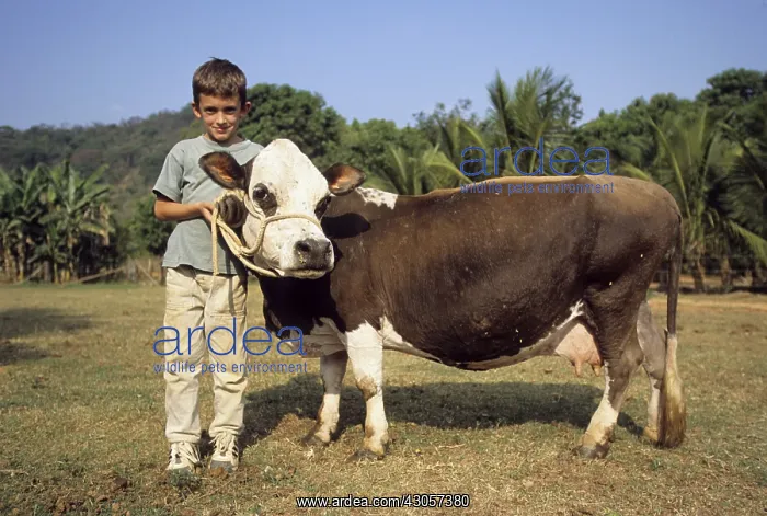 : Boy and dwarf cow Minas Gerais Brazil : Boy and dwarf cow Minas Gerais Brazil