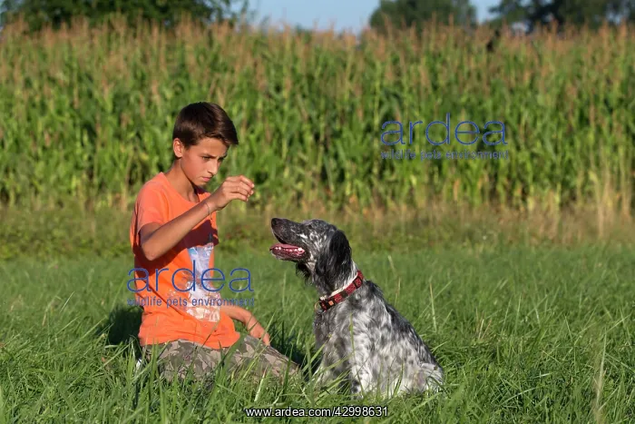 : Boy with English Setter Dog : Boy with English Setter Dog