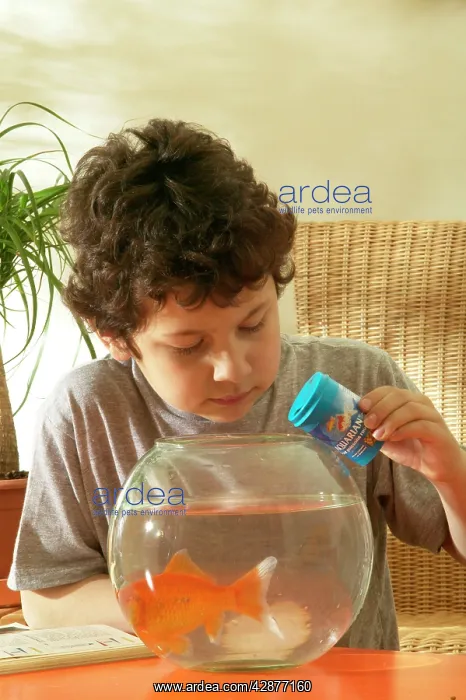 : Boy feeding GOLDFISH in bowl