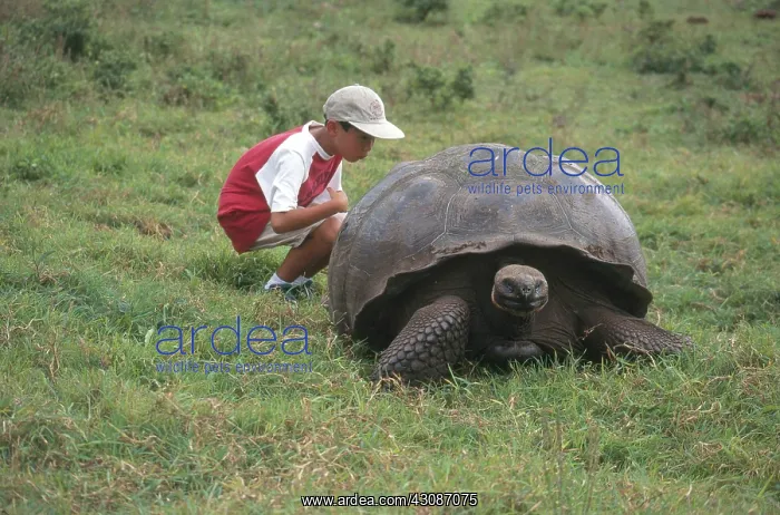 : Boy and Giant Tortoise : Boy and Giant Tortoise