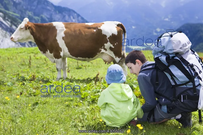 : Boy and girl looking at a cow Abondance Alpes France : Boy and girl looking at a cow Abondance Alpes France