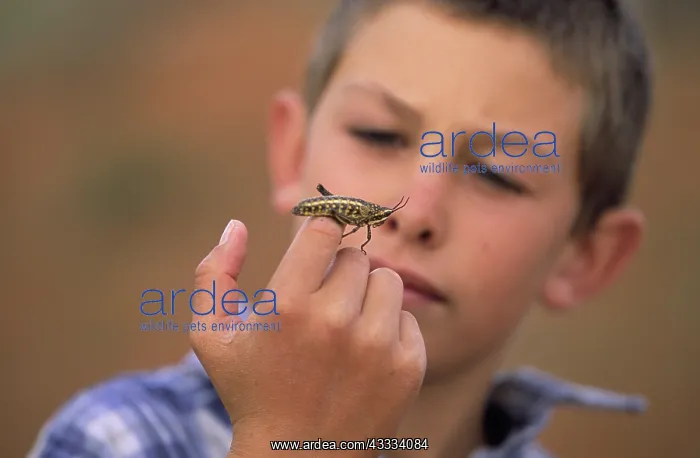 : Boy and Grasshopper : Boy and Grasshopper