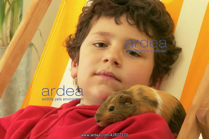 : BOY - with Guinea Pig on shoulder