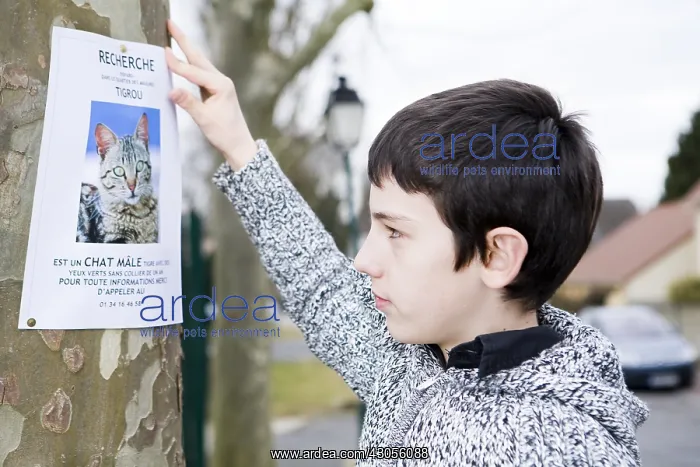 : Boy hanging a poster to find his lost cat : Boy hanging a poster to find his lost cat