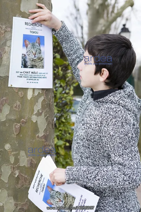 : Boy hanging a poster to find his lost cat : Boy hanging a poster to find his lost cat
