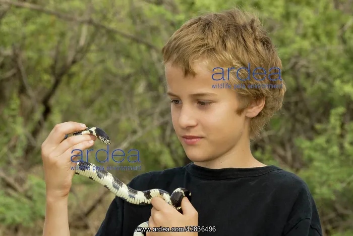 : Boy holding Common Kingsnake : Boy holding Common Kingsnake