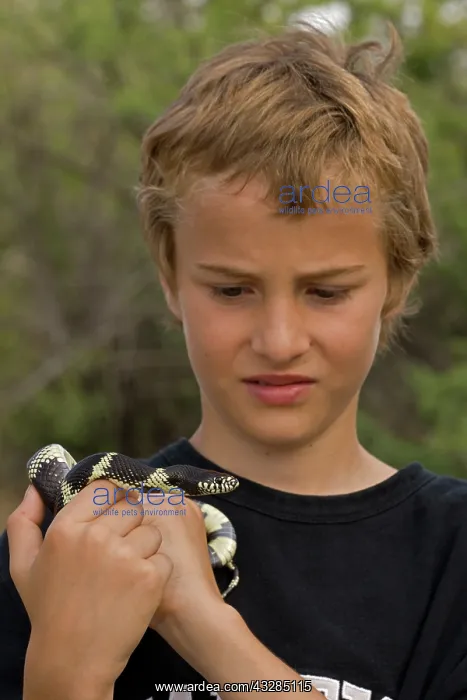 : Boy holding Common Kingsnake (Lampropeltis getulus) - Arizo : Boy holding Common Kingsnake (Lampropeltis getulus) - Arizo