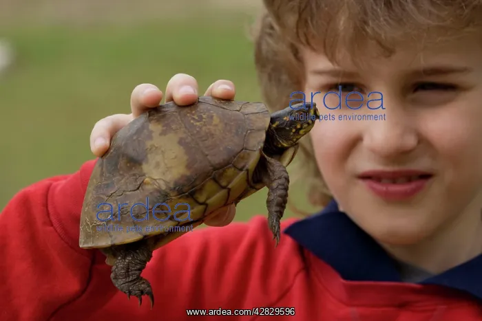 : Boy holding Eastern Box Turtle : Boy holding Eastern Box Turtle