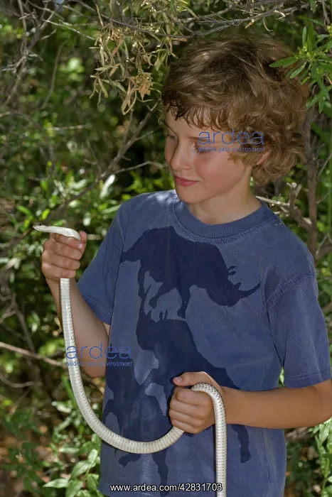 : Boy holding Patch-nosed Snake - non-venomous : Boy holding Patch-nosed Snake - non-venomous