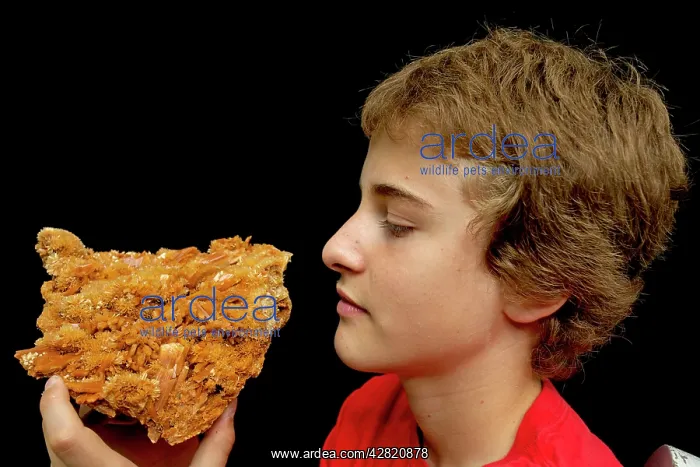 : Boy holding Selenite specimen : Boy holding Selenite specimen
