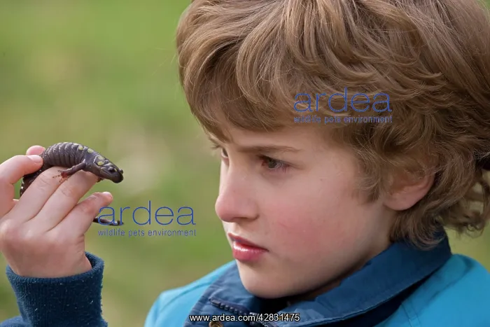 : Boy holding Spotted Salamander : Boy holding Spotted Salamander
