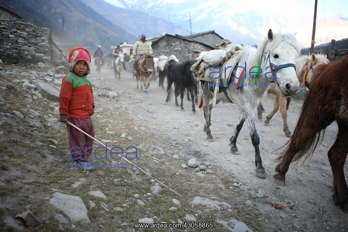 : Boy and horse herd Lete Kalopani Nepal Himalayas : Boy and horse herd Lete Kalopani Nepal Himalayas
