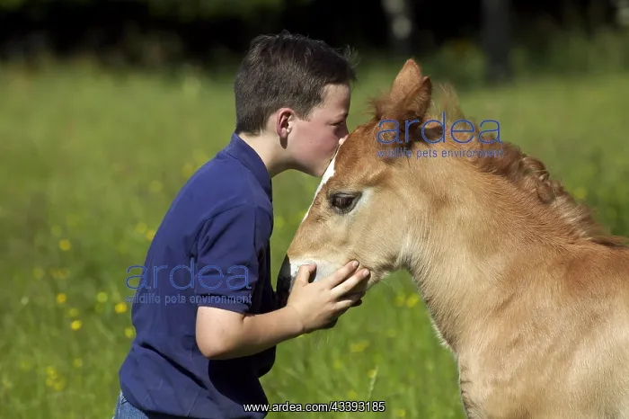 : Boy Kissing a Foal by Norman Cob, Normandy : Boy Kissing a Foal by Norman Cob, Normandy