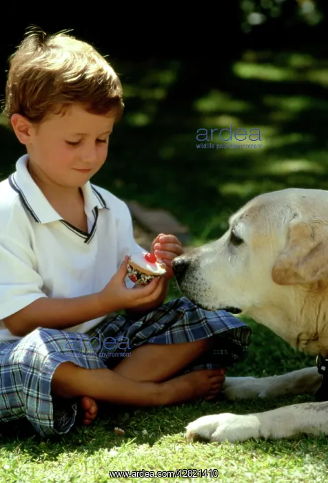 : Boy and Labrador - Little boy teasing his Labrador : Boy and Labrador - Little boy teasing his Labrador