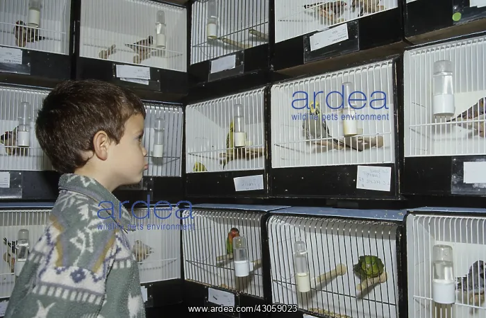 : Boy looking at cage birds in a pet shop : Boy looking at cage birds in a pet shop