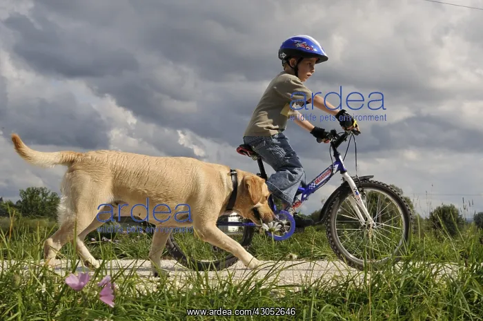 : Boy in mountain bicycle with his Labrador : Boy in mountain bicycle with his Labrador